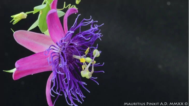 Passiflora  'Stefano Capitanio'