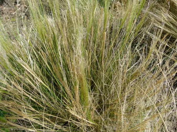 Stipa tenuissima (Nassella tenuissima)