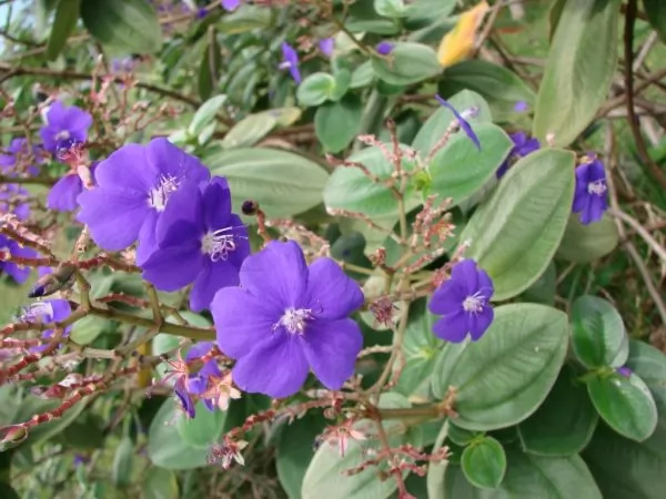 Tibouchina