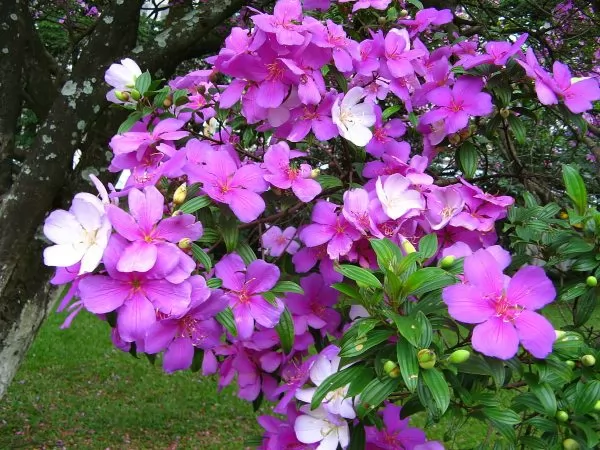 Tibouchina 