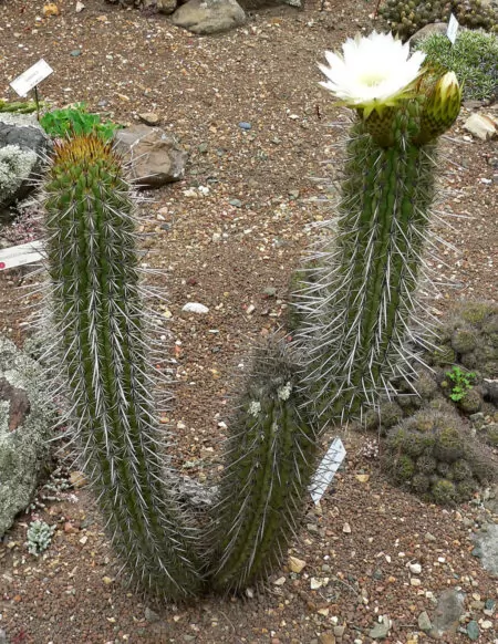 cactus chilensis