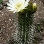 Trichocereus