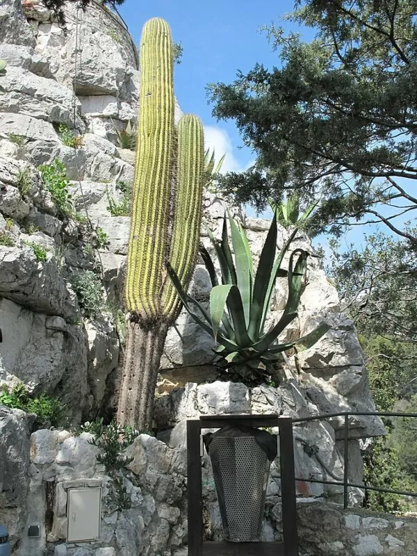Cactus resistenti al freddo: Trichocereus pasacana