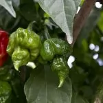 Peperoncino Trinidad Scorpion