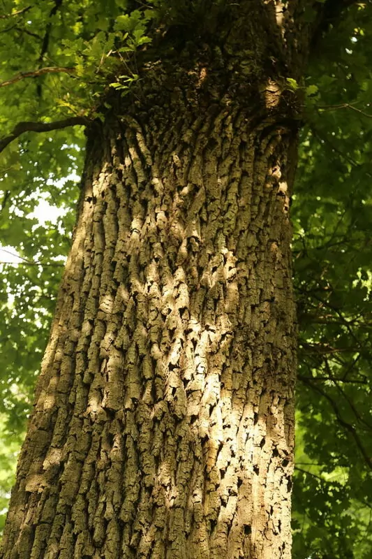Farnia – Quercus robur 