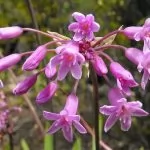 Tulbaghia