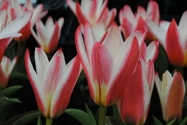 Tulipa Heart's delight