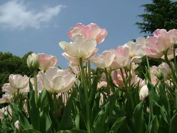 Tulipa Angelique