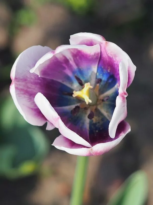 Tulipa Triumph Tulipa Arabian Mystery