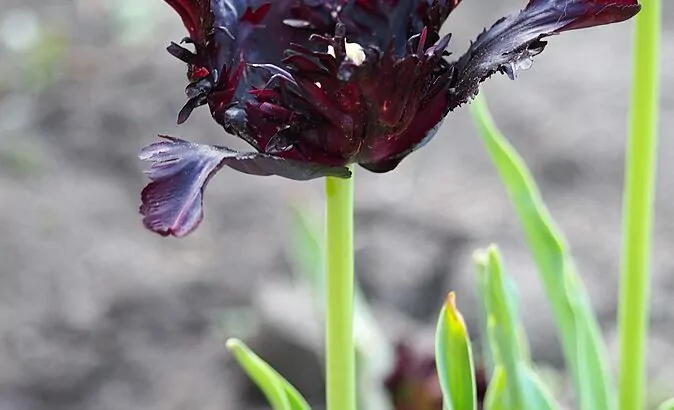 Tulipani Pappagallo