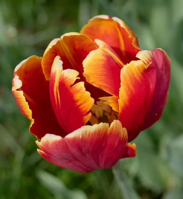 Tulipano Bright Parrot