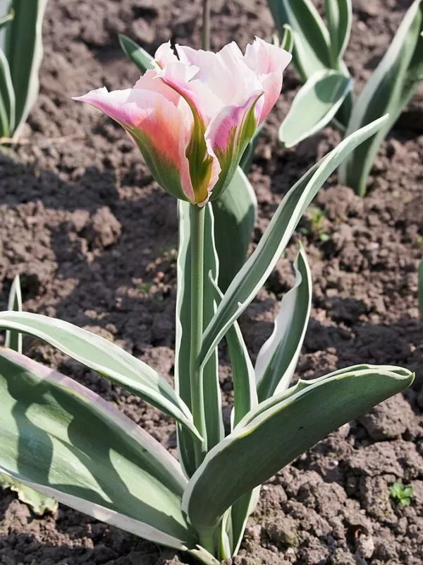 Tulipa 'China Pink'