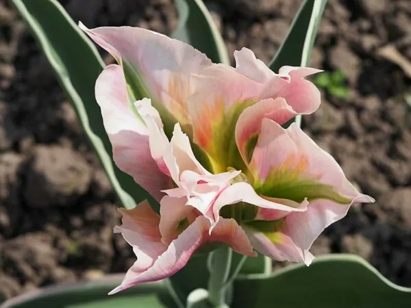 Tulipani Fiori di giglio 'China Pink'