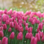 Tulipani singoli precoci