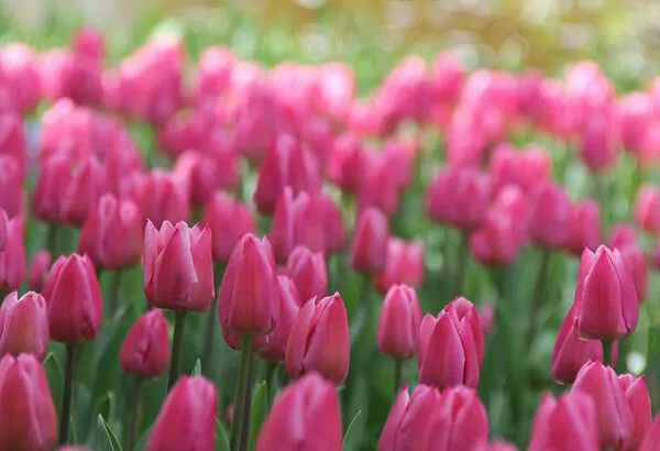 Tulipani singoli  precoci