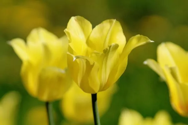  Tulipa 'Hocus Pocus'