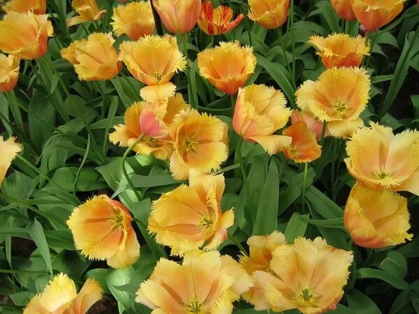 Tulipano Lambada