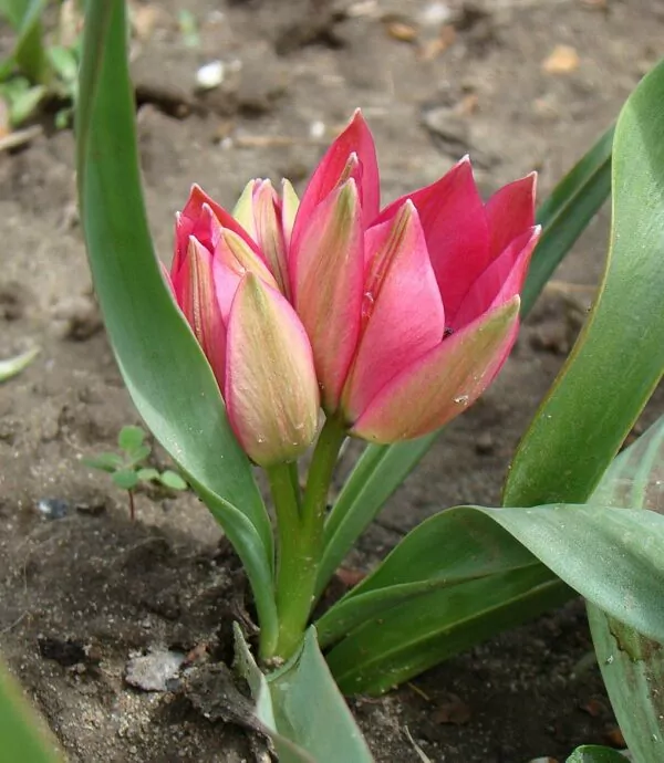 Tulipa little beauty