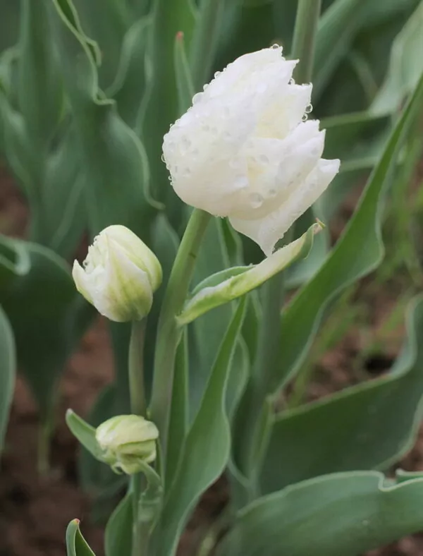 Tulipa Mondial