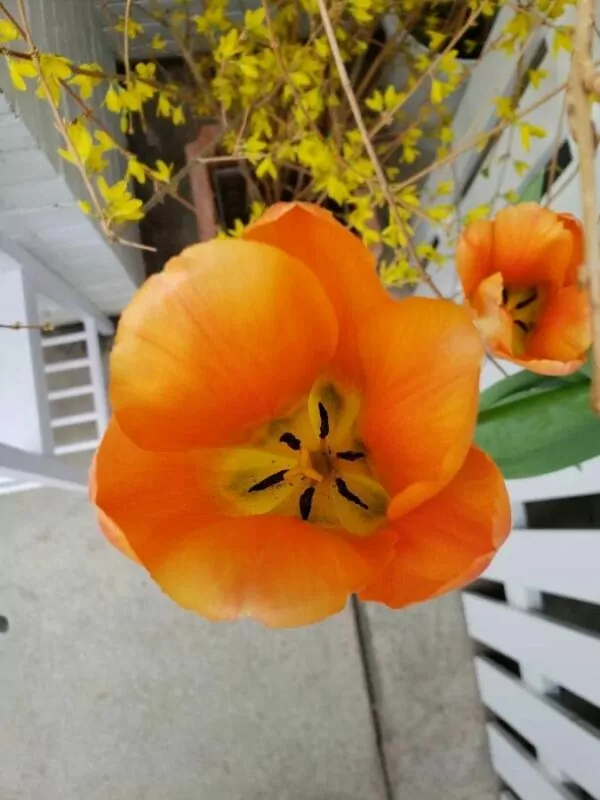 Tulipano Orange Emperor