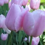 Tulipani singoli tardivi