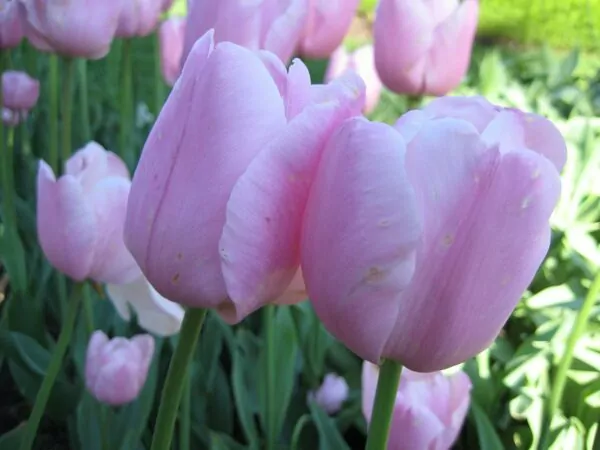 Tulipa "Pink Diamond"