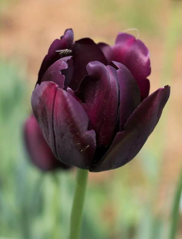 Tulipa 'Queen Of Night'