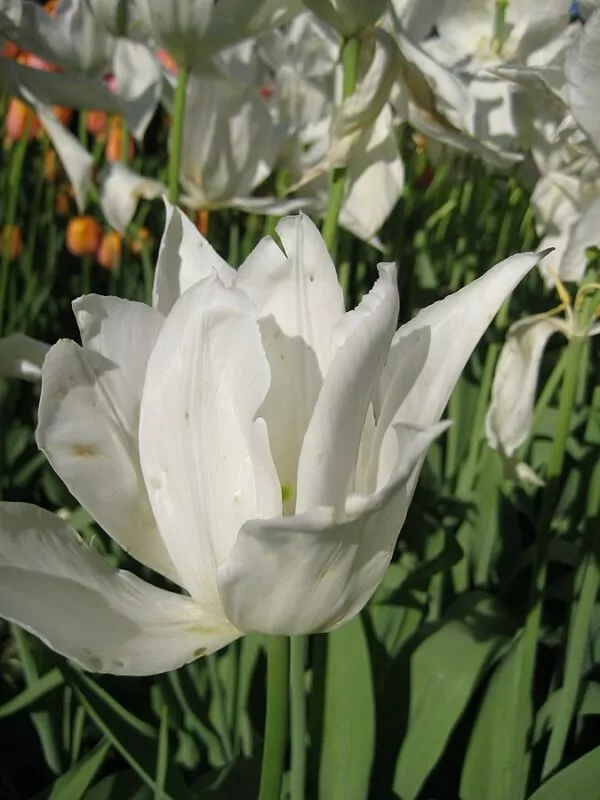 Tulipa 'White Triumphator' 