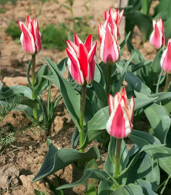 Tulipa Pinocchio