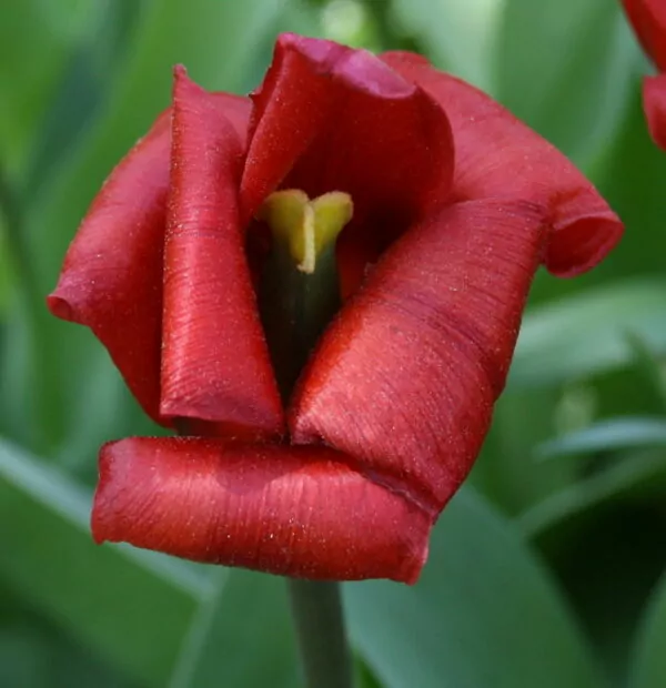Tulipa kaufmanniana Hybride showwinner