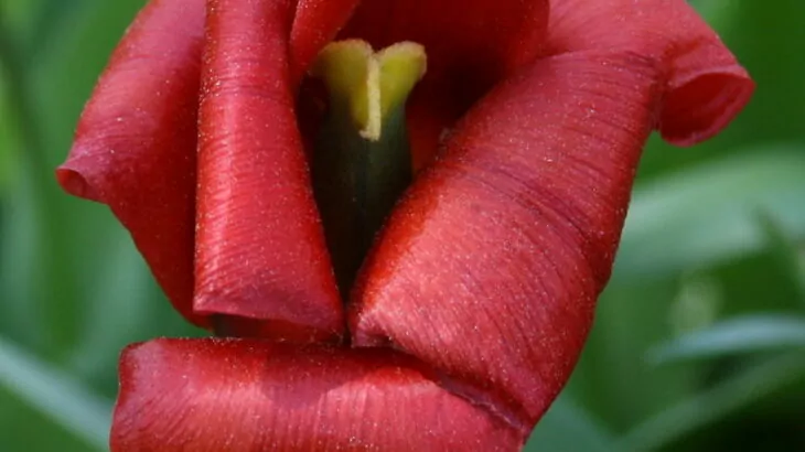 Tulipani Kaufmanniana