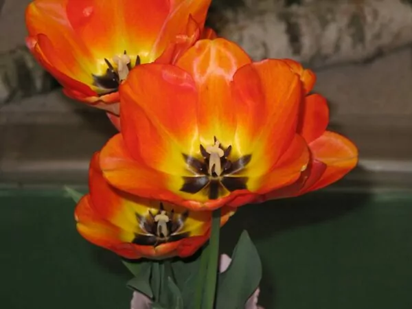 Tulipa 'American Dream' 