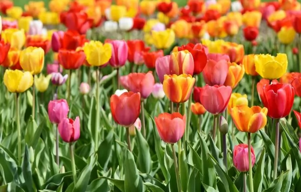 Cosa fiorisce ad aprile? Tulipano