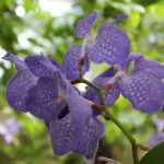 Vanda (Orchidea)