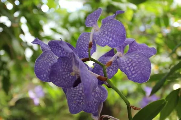 Orchidea vanda coerulea