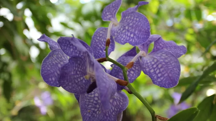 Orchidea vanda coerulea