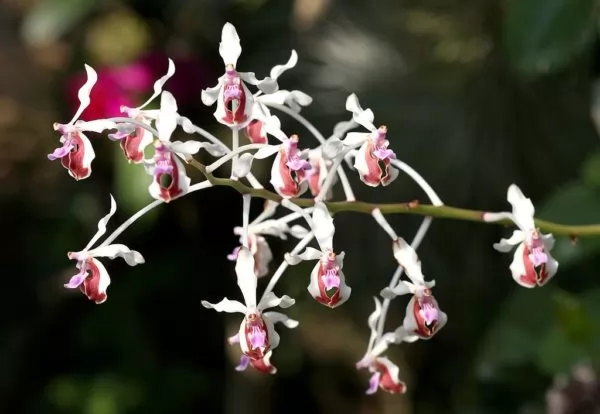 orchidea vanda lamellata