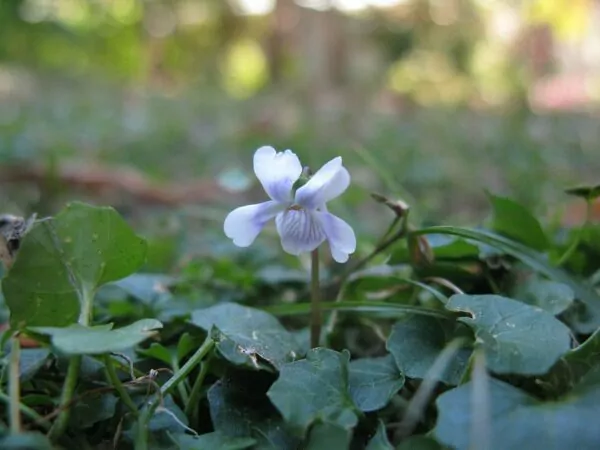 Viola hederacea