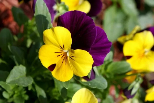 Viola tricolor