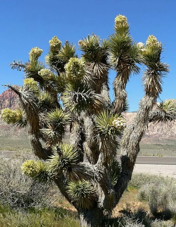 Yucca brevifolia