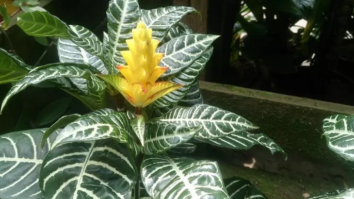 coltivazione Aphelandra (Afelandra)