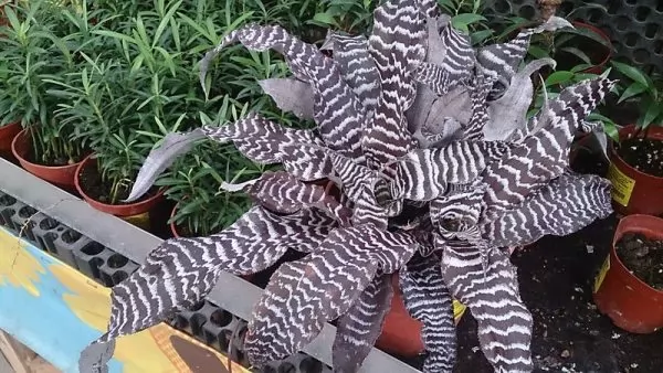 coltivazione cryptanthus zonatus