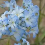 Bulbose a fiori blu