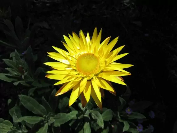 Xerochrysum bracteatum 'Dargan Hill Monarch'