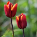 Tulipani Triumph