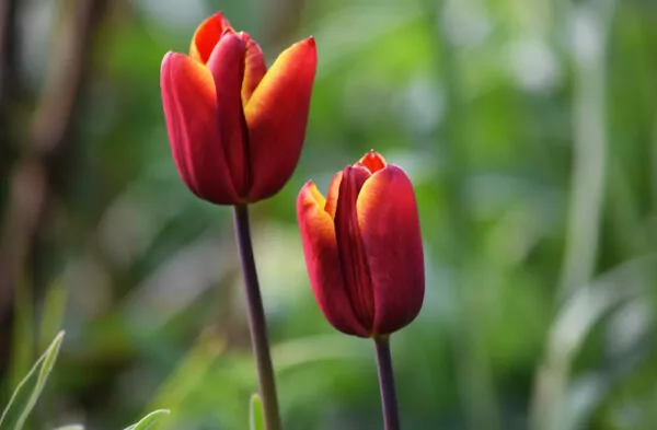 Tulipa Abu Hassan