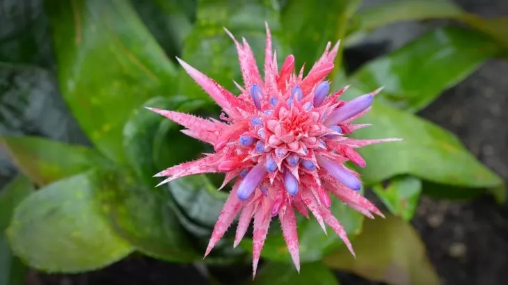 Aechmea fasciata