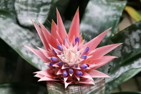 aechmea fasciata bromeliaceae