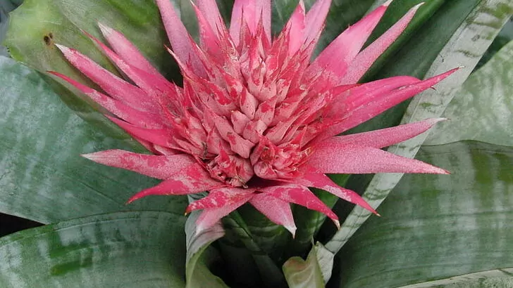 Aechmea fasciata