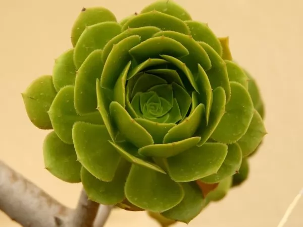 Aeonium